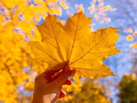 Dünyanın en iyi mercimek yemekleri - fotoğraf 2
