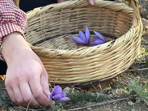 Kilosu 800 bin liradan satılıyor: 40 günlük hasat başladı - fotoğraf 2