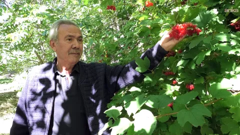 Dere kenarlarında yetişiyor, kilosu 300 liradan satılıyor: Tam bir şifa deposu
