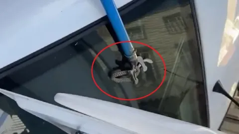 Diyarbakır'da otomobilin bagajına giren yılanı esnaf çıkardı