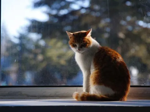 Kedi tüyü kavgası! 2 yaralı - fotoğraf 1