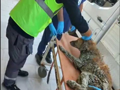 İzmir’de çamura saplanan köpek kurtarıldı: Adı “Şanslı” oldu - fotoğraf 1