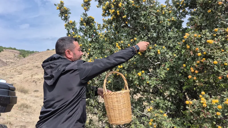 Doğada kendiliğinden yetişiyor. Vücuttaki zararlı toksinleri temizliyormuş