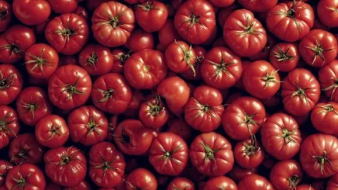 Domates ihracatı 9 ayda 304 milyon doları aştı