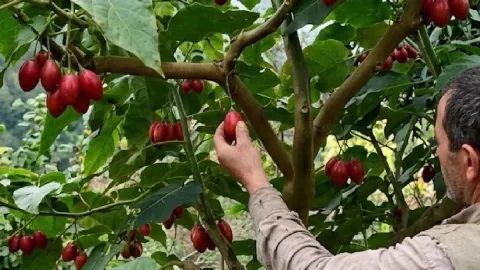 Domatesler salkım salkım ağaçtan hasat ediliyor: Kilosu çok pahalı