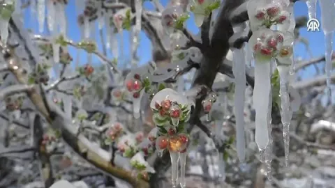 Don teminatı kapsamındaki ürün 25 oldu