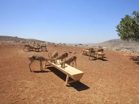 Dağ ceylanının alanına tarla açtı kâbusu yaşadı - fotoğraf 4