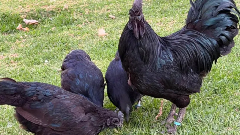 Dünyanın en pahalı tavuğu