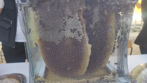 El değmeden üretiliyor, 1 kilogramı 400 bin liraya satıldı
