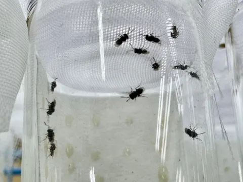 Pestisite karşı 2 milyar liralık destek: Samuray arısı ve steril böcekler sahada - fotoğraf 2