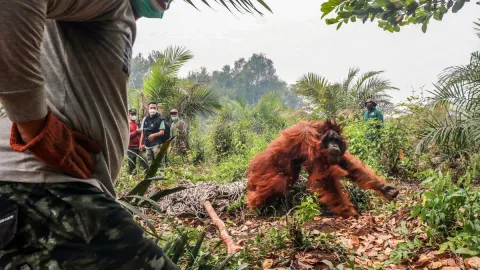 Endonezya'yı saran orman yangınlarında orangutanları kurtarmak için zamanla yarış
