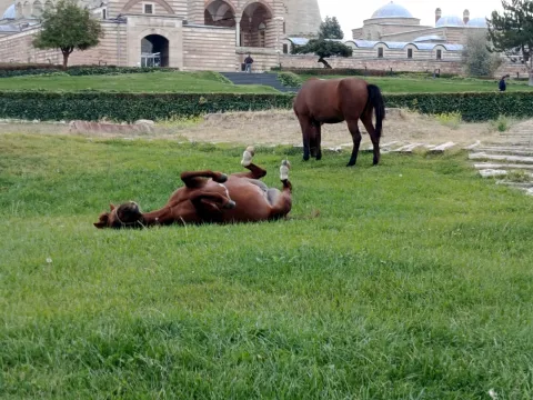 Selimiye Camisi meydanını atlar bastı - fotoğraf 1