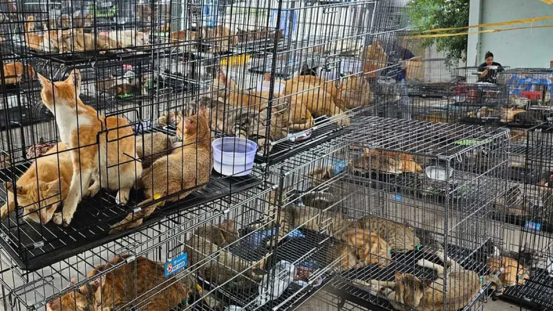 Et için kesmeyi planladıkları 2.700 kediyi çalan suç çetesi yakalandı