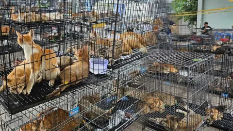 Et için kesmeyi planladıkları 2.700 kediyi çalan suç çetesi yakalandı