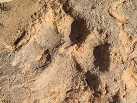Kütahya'da 4 bin yıllık köpek pati izleri bulundu - fotoğraf 1