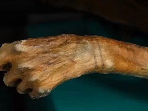Mumyalar ve Viking geçitleri: Buzlar eriyince ortaya çıkan sırlar - fotoğraf 1