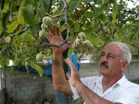 Milyonlar kazandıran üründe hasat başladı: Türkiye’nin dört bir yanına gönderiliyor - fotoğraf 2