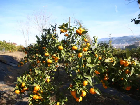 Rizede mandalina çeşidi 9a çıktı, Antalyaya gönderildi - fotoğraf 1