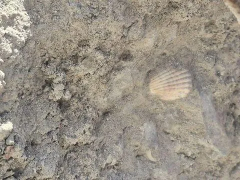 5 kişi hayatını kaybetmişti! Binanın betonunda yine ona rastlandı - fotoğraf 3