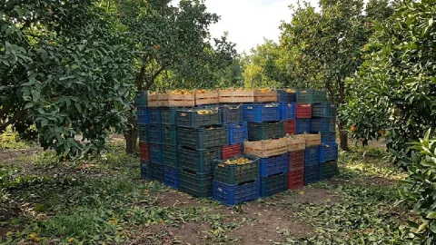 Geçen yıl 18 liraydı bu yıl 3 liraya düştü: Üreticinin eli kolu bağlı