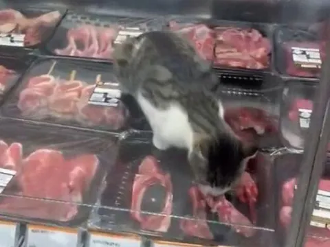 Kasap reyonunda dolaba girdi! Ciğer yerine kuzu pirzola! - fotoğraf 3