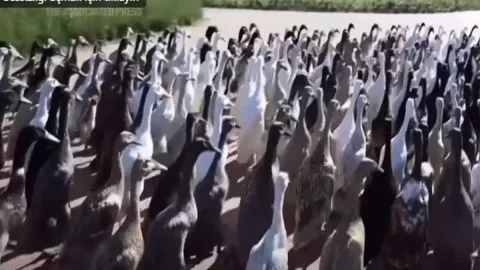 Görenler askeri tabur sanıyor ama binlerce ördek her sabah toplanıp işe gidiyor: Sebebi ise dâhice...