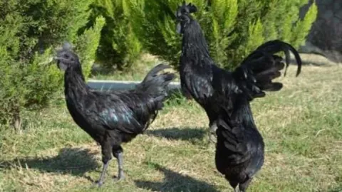 Görenler ‘bu nasıl tavuk’ diyor: Tanesi 350 bin liradan satılıyor