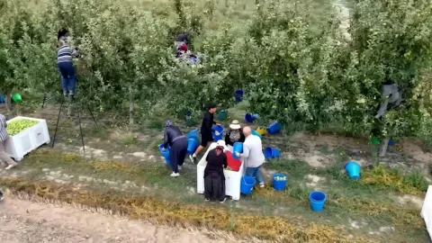 Günde 30 bin kişi dalından tek tek toplayarak hasat ediyor: 700 bin ton rekolte bekleniyor