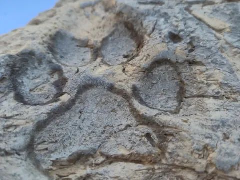 Tavşanlı Höyük kazılarında 4 bin yıllık pati izleri bulundu - fotoğraf 1