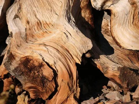 Piramitlerden bile yaşlı bir ağaç: Tam yeri sır gibi saklanıyor - fotoğraf 1