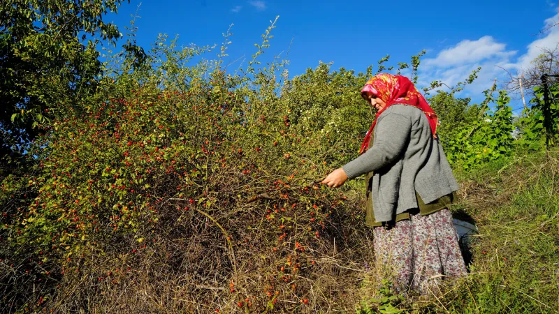 Halk arasında dikenli gül diyorlar. Dallardan tek tek toplanan doğal C vitamini
