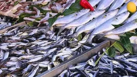 Hamsiden 2 kat fazla omega-3 sağlıyor: Tezgahın süper balığı değişti