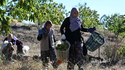 Hasadını yapıp özel kuyulara gömmeye başladılar: 2 ay sonra hazır olacak