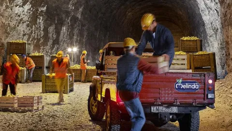 Hasat edilen tonlarca elmayı dağın 300 metre altına bırakmaya başladılar