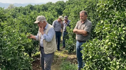 Hasat yapılmıyor ürün dalda kaldı: Üretici ağaçları sökecek
