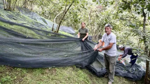 Hasatta verim patladı fiyatlar çakıldı: Kilosu 600 lira yerine 100 liraya satılıyor