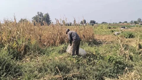 Hastalık tarlayı vurdu, çiftçi perişan oldu: Tarihin en kötü hasadı