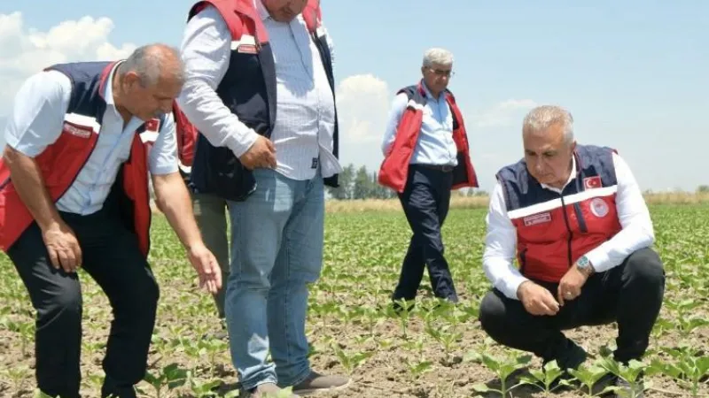 HATAY’DA BUĞDAY HASADI BAŞLADI