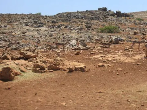 Dağ ceylanının alanına tarla açtı kâbusu yaşadı - fotoğraf 2