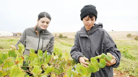 Her şey bir asma fidanıyla başladı