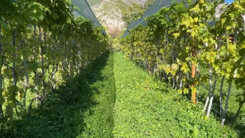 Her yerde yetişmiyor, kilosu 200 liraya satılıyor: Peterek hasadı başladı