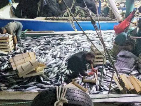 1 kiloluk palamut 40 liraya düştü - fotoğraf 3