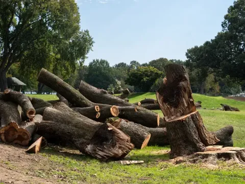 Trump'ın golf sahası projesindeki ağaç kesimine yeni yargı freni - fotoğraf 1