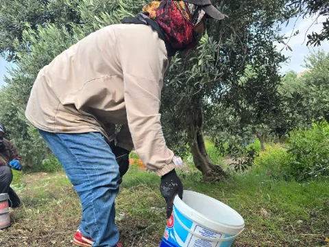 Bahçede bile kilosu 150 TL:  Hasat başladı - fotoğraf 1