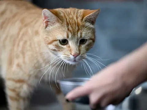 100 kedi maması test edildi. Kurşun dahil her türlü zararlı madde var - fotoğraf 1