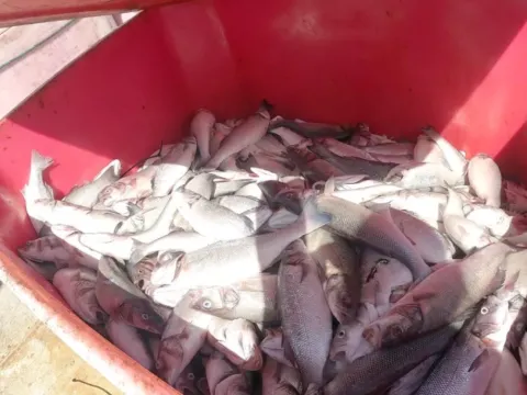 Balık çiftliğinden kamyon dolusu ölü levrek çıktı - fotoğraf 1