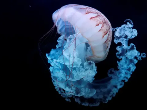 Yaşlanmayı tersine çeviren denizanası umut oldu - fotoğraf 1