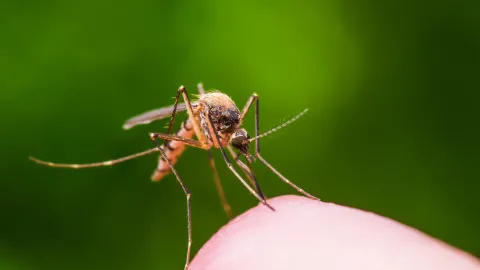 İlk kez bir insanda tespit edilen Shamonda virüsü Fransa'da can aldı