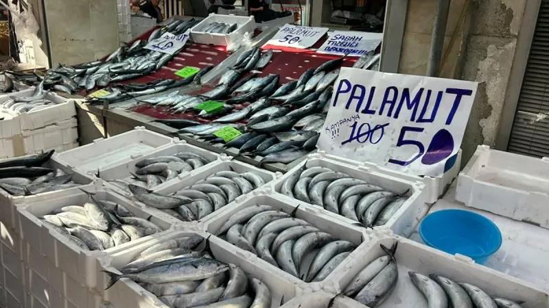 İnebolu’da palamudun tanesi 40 liraya kadar düştü
