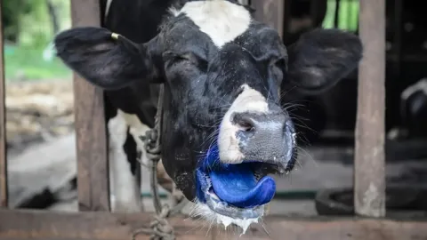 İneklerin dili maviye dönmeye başladı: Felaketin önüne geçilemiyor